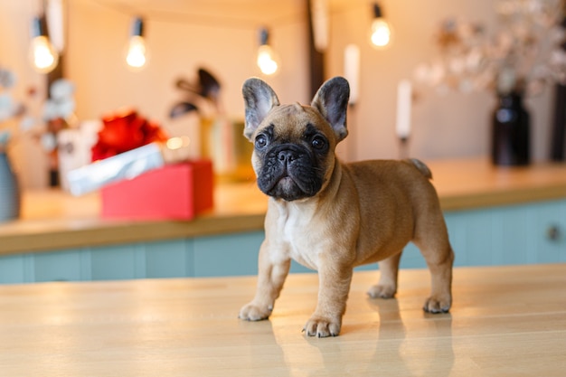 Premium Photo French Bulldog Puppy Sitting On The Kitchen Table