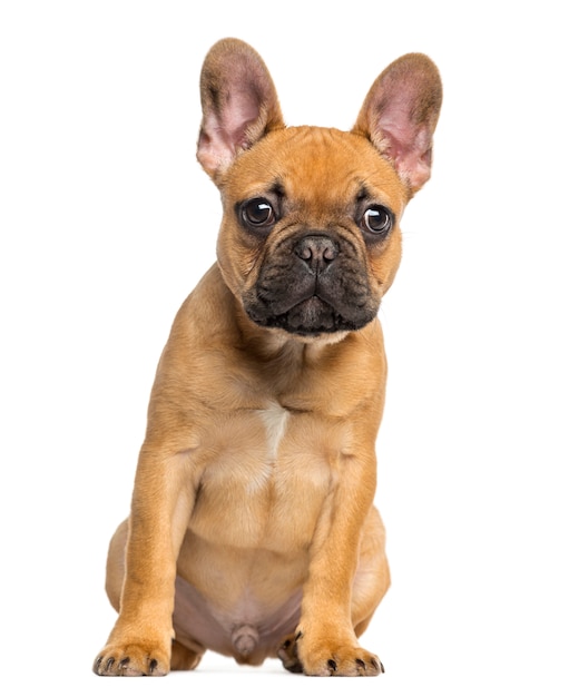 Premium Photo | French bulldog puppy sitting and staring, isolated