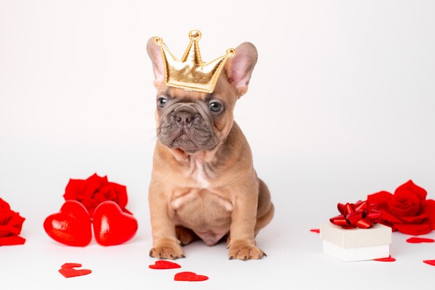 Premium Photo | French bulldog puppy on valentine's day hearts background