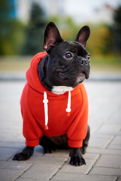 adidas french bulldog hoodie