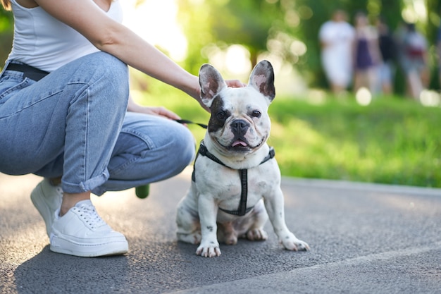 French bulldog sitting on ground in park Free Photo