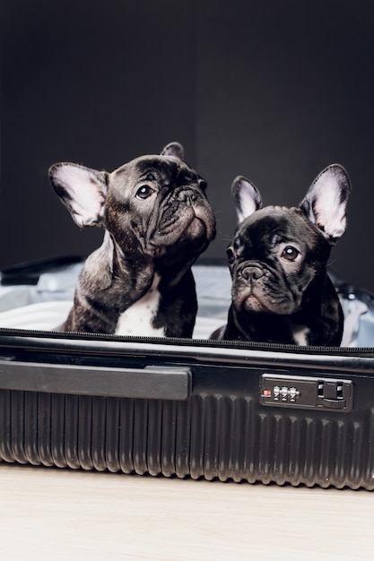 travel with french bulldog