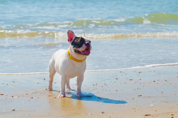 Premium Photo | French bulldog stand on the sand beach