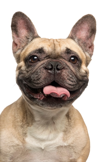 Premium Photo | French bulldog sticking the tongue out smiling