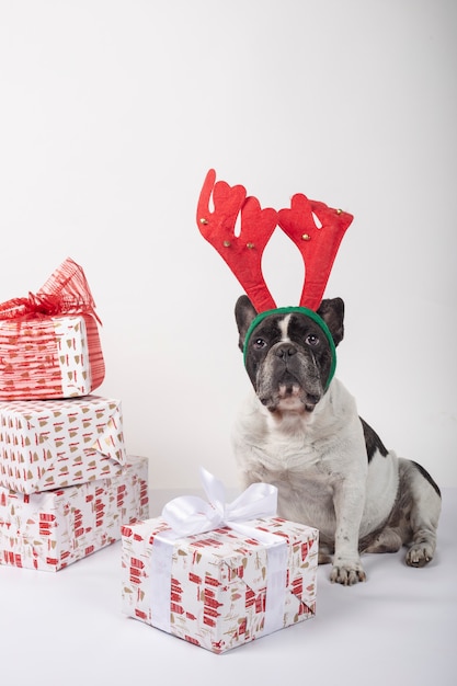 bulldog reindeer statue