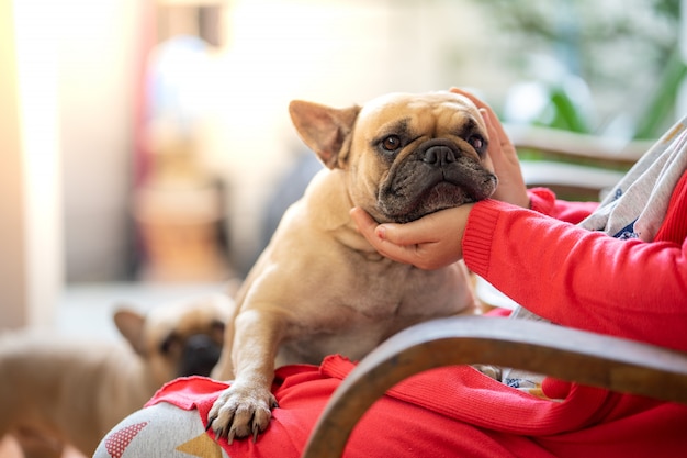 French bulldog on woman's lap indoor. | Premium Photo