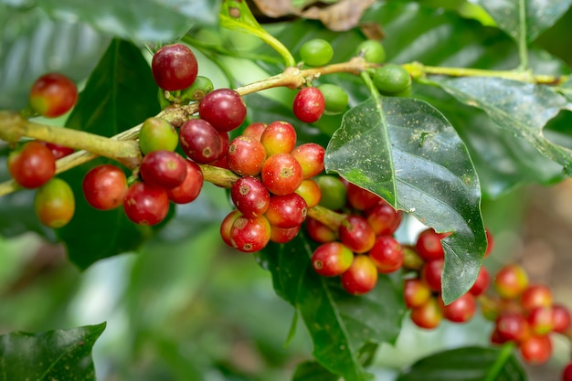 Premium Photo | Fresh arabica coffee beans ripening on tree in north of ...