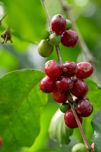 Premium Photo Fresh Arabica Coffee Beans Ripening On Tree In North Of Thailand