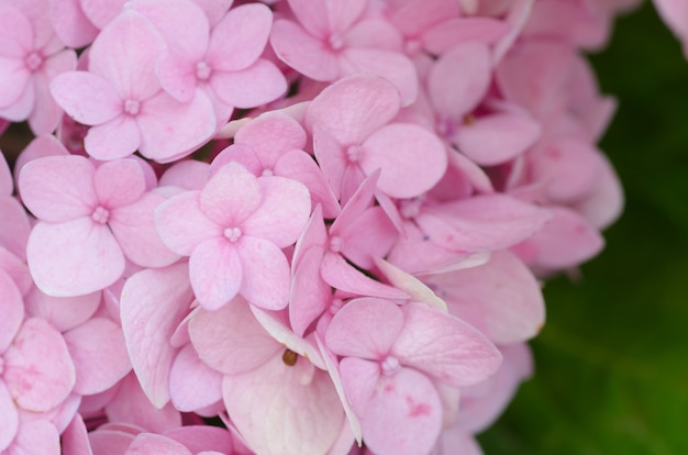 Premium Photo | Fresh blossom hydrangea flowers