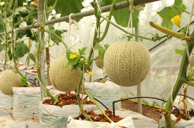 Fresh cantaloupe melons plants growing in the greenhouse farm ...