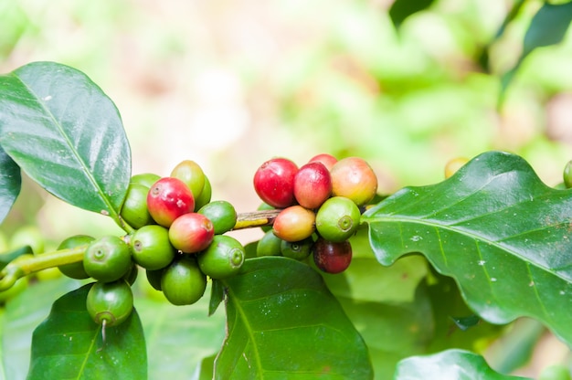 Premium Photo Fresh Coffee Beans In Coffee Plants Tree Fresh Arabica Coffee Fruits On Tree