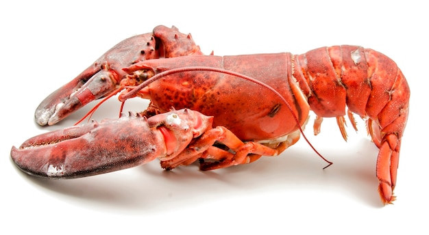 Premium Photo | Fresh delicious lobster on white