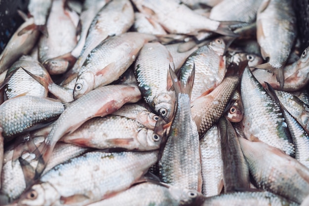 premium-photo-fresh-fish-in-the-store