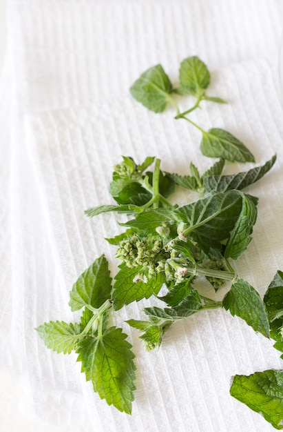 Fresh frozen ice mint melissa Premium Photo