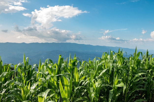 Premium Photo | Fresh green corn orchard on a bright blue sky