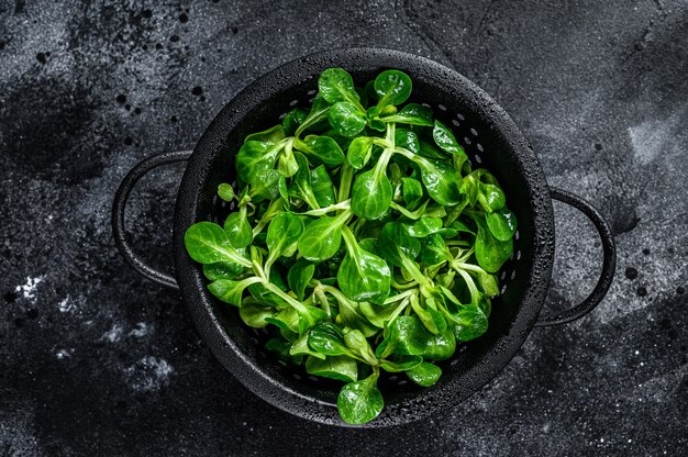 Premium Photo | Fresh green corn salad leaves, lambs lettuce in a ...