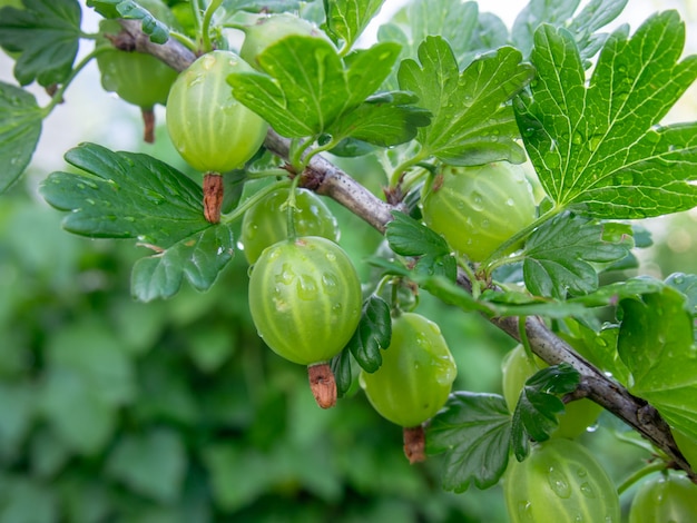 Premium Photo | Fresh green gooseberries, close-up.