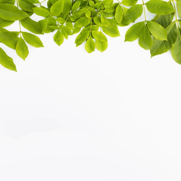 Fresh green leaves isolated on white background | Free Photo