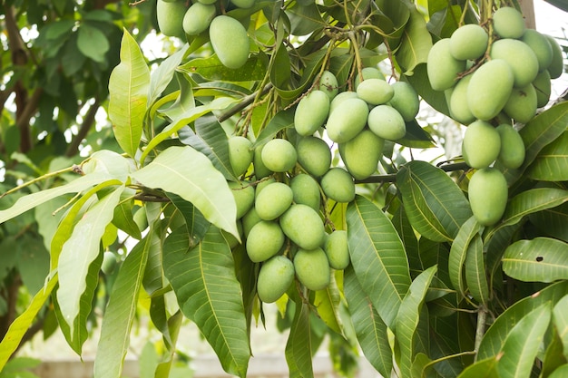 premium-photo-fresh-green-mango-on-tree