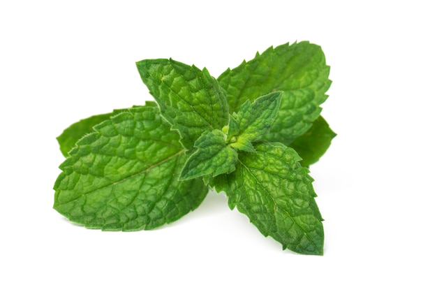 Premium Photo | Fresh green mint leaves isolated on white surface