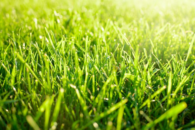 Premium Photo | Fresh green mowed grass against bright sunlight in ...