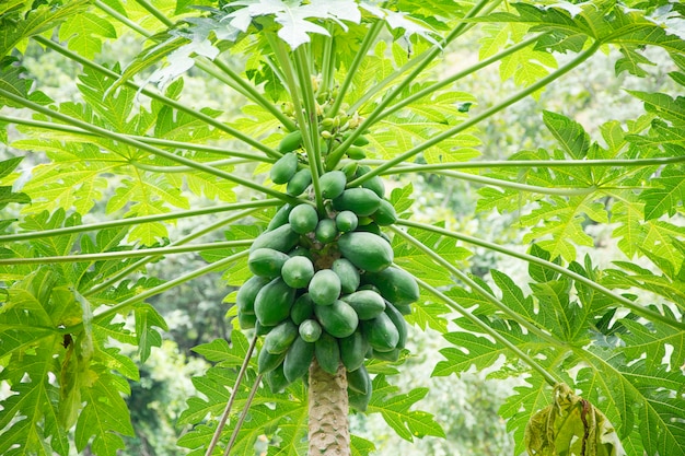 Svezhij Zelenyj Papajya Na Tree Papaya Derevo S Kuchej Fruktov Premium Foto