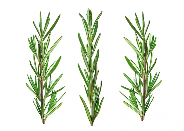 Premium Photo Fresh Green Sprig Of Rosemary Isolated On White