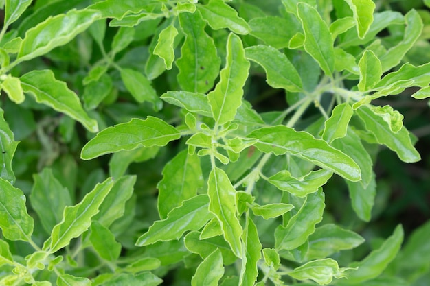 Premium Photo | Fresh holy basil tree in garden, ocimum tenuiflorum plant