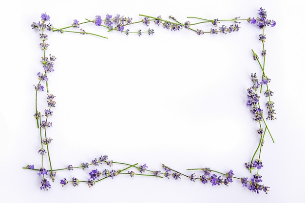 Premium Photo | Fresh lavender flowers on a white background.