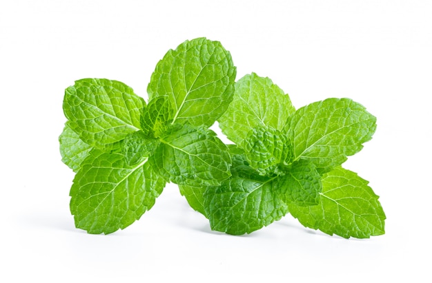 Premium Photo | Fresh mint leaf close up