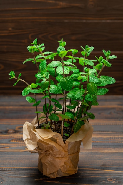 Premium Photo | Fresh mint plant in a pot on the table