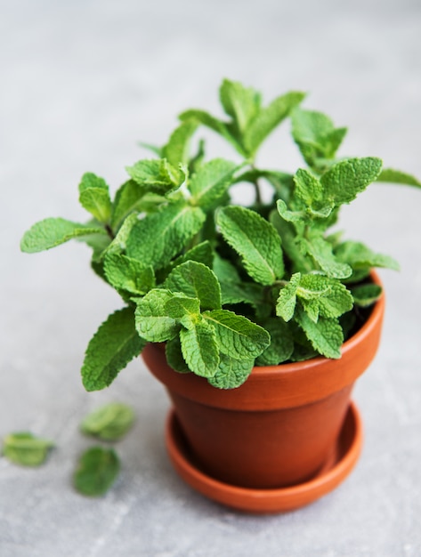 Premium Photo | Fresh mint in a pot