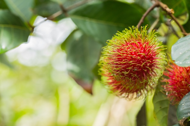 Premium Photo | Fresh rambutan from orchard on the eastern part thailand