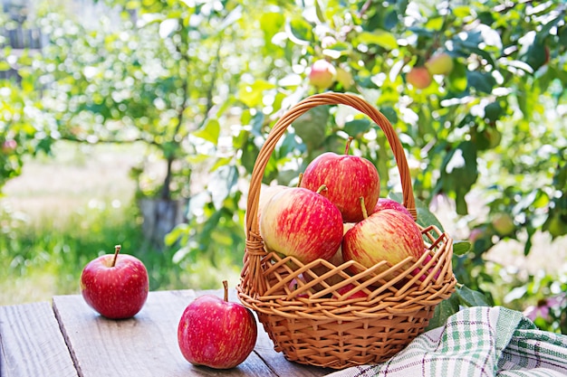 Fresh red apples in a basket on a table in a summer garden Free Photo