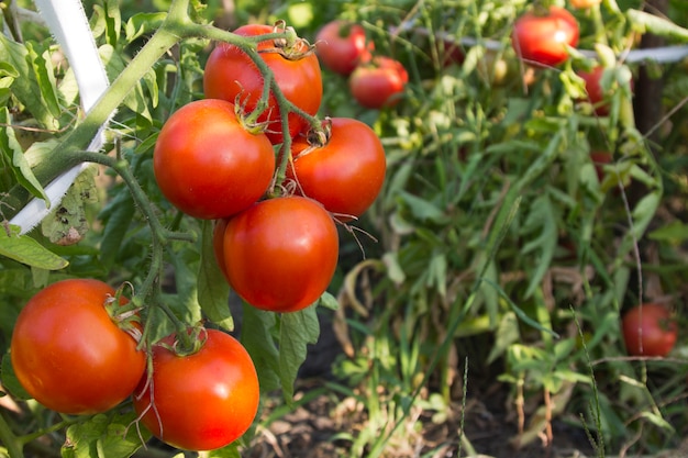 Fresh red organic tomatoes on the vine in garden | Premium Photo
