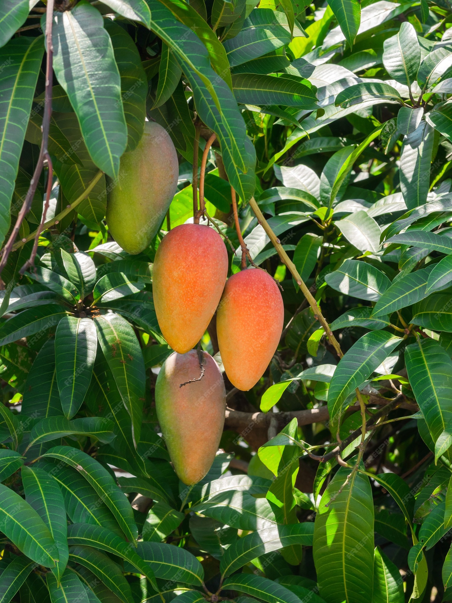 Premium Photo | Fresh ripe rainbow mangos or mahachanok mango on tree ...