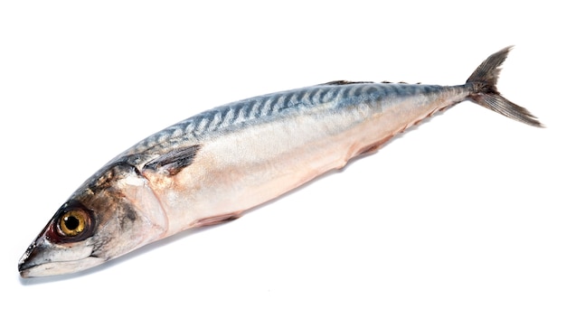 Premium Photo | Fresh saba fish (mackerel) isolated on white.