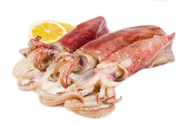 Premium Photo | Fresh squid isolated