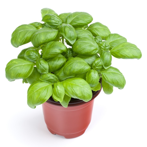 Premium Photo | Fresh sweet genovese basil herbs growing in pot ...