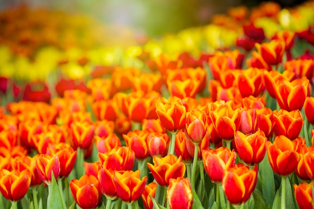 Premium Photo | Fresh tulips in sunlight