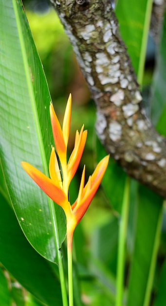 Premium Photo | Fresh Yellow Heliconia Flower On The Wooden Bark Background