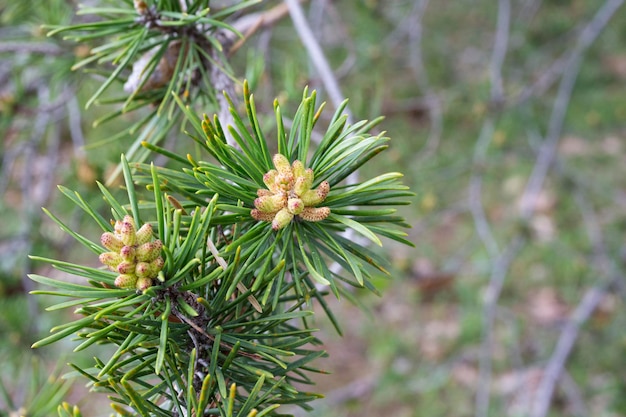 Premium Photo | Fresh young pine buds, heatlhy drug in alternative ...