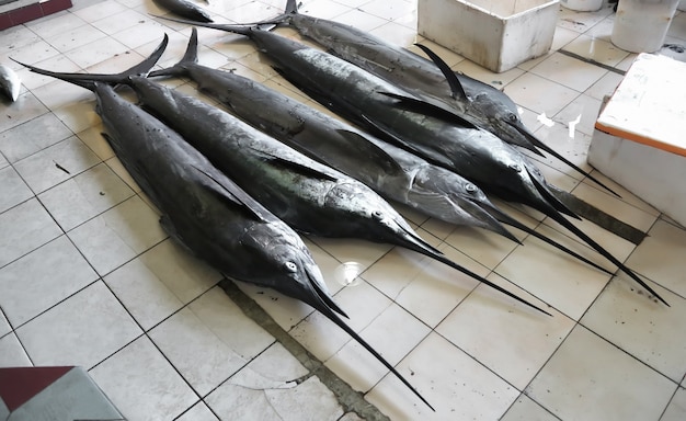 獲れたての白または青のカジキ 調達室のメカジキ 大西洋の住民 良い釣り 商業漁業 キューバの海岸 カリブ海でのスキューバダイビングアドベンチャー プレミアム写真