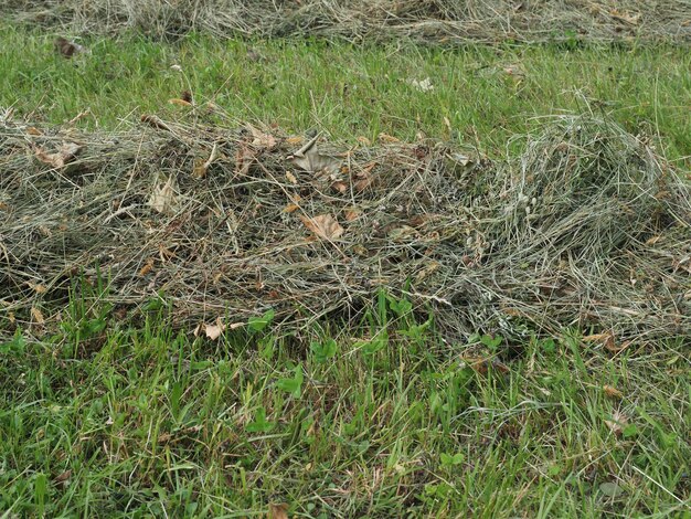 Premium Photo | Freshly cut hay