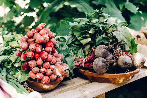 Freshly harvested vegetables Free Photo