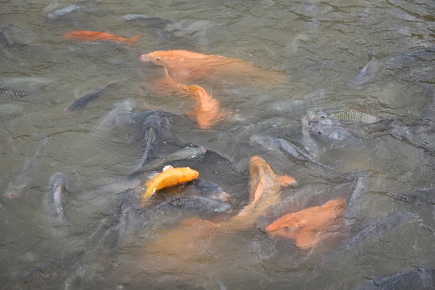 Premium Photo Freshwater Fish Farm Golden Carp Fish Tilapia Or