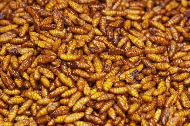 Premium Photo | Fried silkworm close up, thai street food market