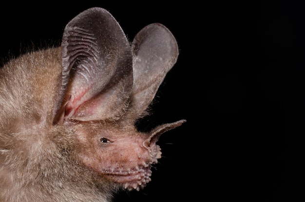 Premium Photo | The fringe-lipped bat is a leaf-nosed bat