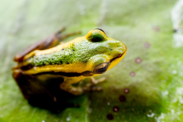 Premium Photo | Frog crawling between leafs in jungle