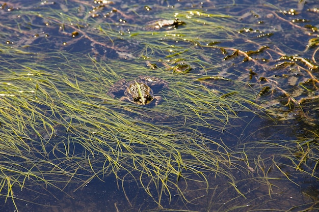 Premium Photo Frog In Swamp   Frog Swamp 491799 1908 